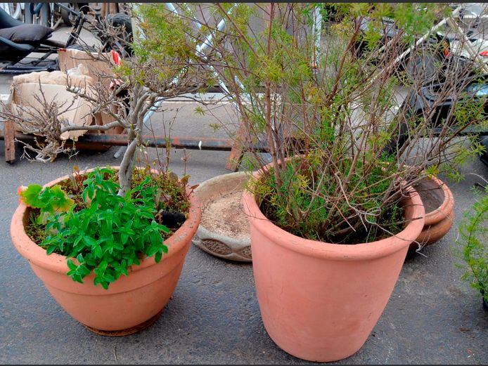 LOT: 2 x TERRACOTTA PLANTERS WITH PLANTS, 52cm Diameter x 37cm High & 45cm Diameter x 46cm High