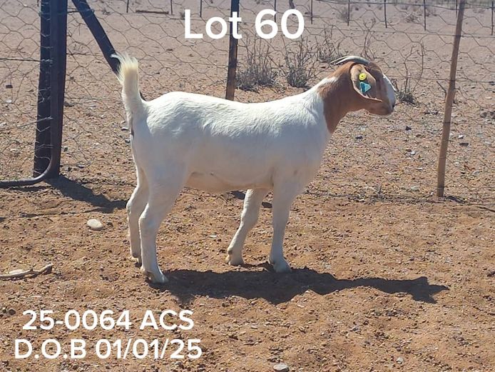 25 -0064 ACS | ACS BOER GOATS