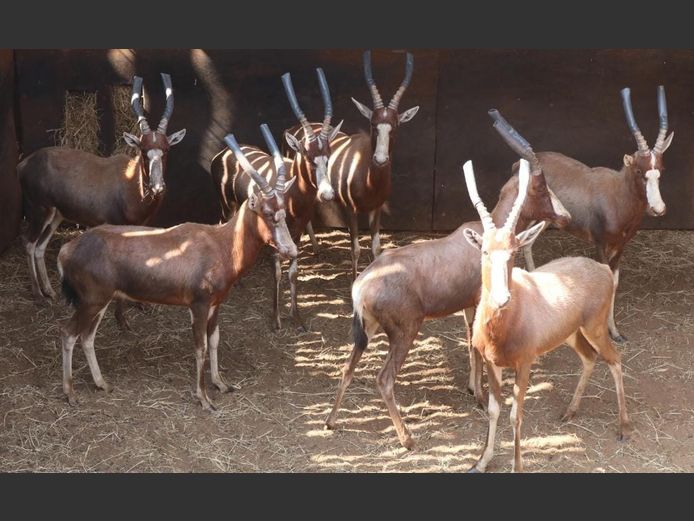 BLESBOK