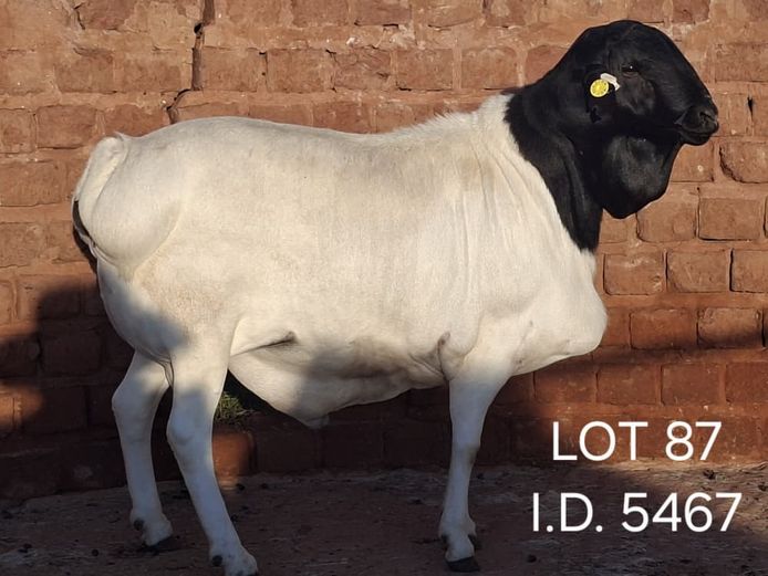 5467 | FRANCOIS VAN RENSBURG