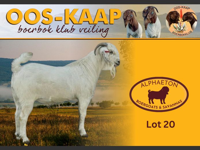 24-115 | Alphaeton Boergoats and Savannas