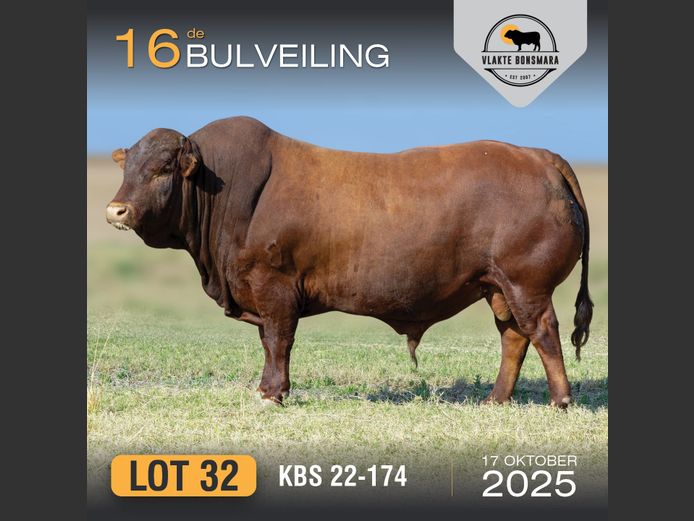 KBS 220174 | KAMEELDORING BONSMARA