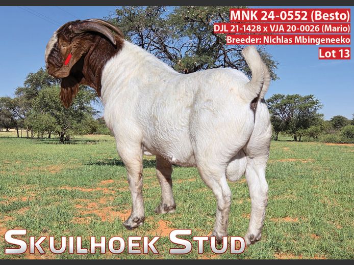 MNK 24-0552 (BESTO) | NICHLAS MBINGENEEKO