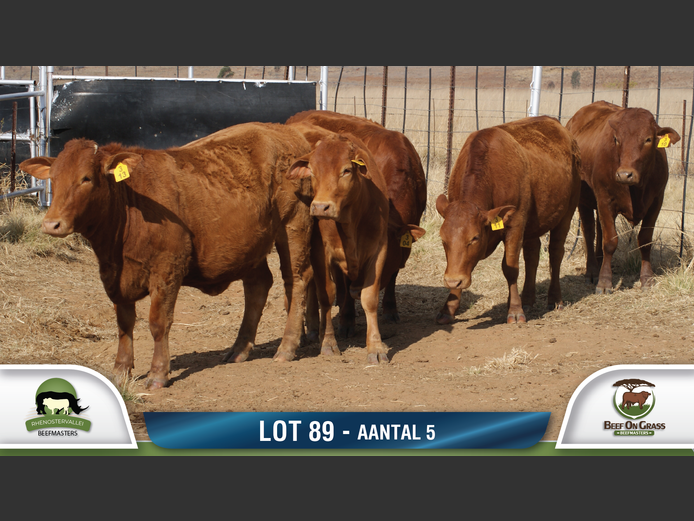 Commercial Animls | RHENOSTERVALLEI & BEEF ON GRASS