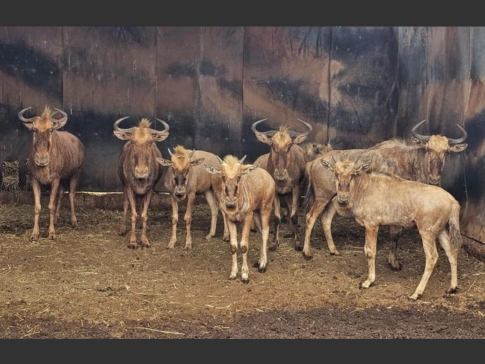 GOUE WILDEBEES | TAWNI SAFARIS