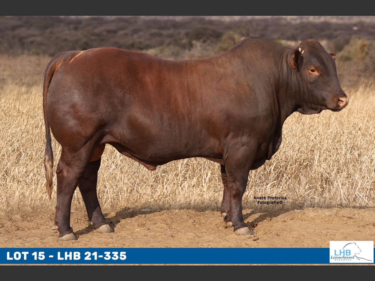 Lot 15 | KRUGER BONSMARA & LHB BONSMARA PRODUKSIEVEILING | SwiftVEE ...