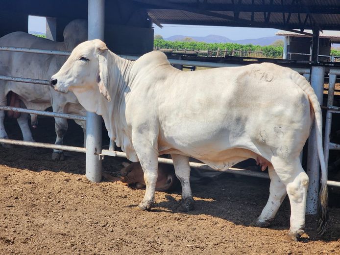 R101885 | R10 BRAHMANS