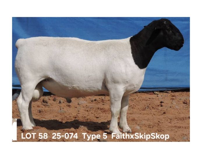 25-074 | BROER MARITZ DORPERS