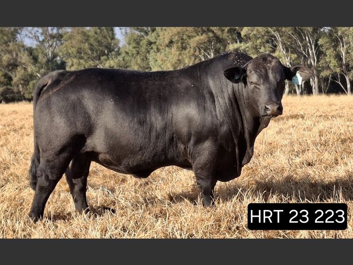 HRT23223 | HUNTERS REST BLACK BRANGUS