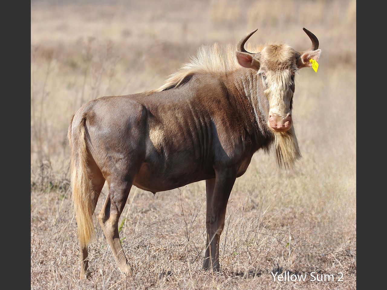 images