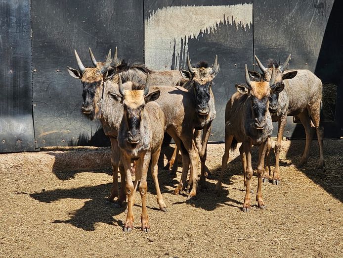 BLUE WILDEBEEST | AYLESHAM TRUST