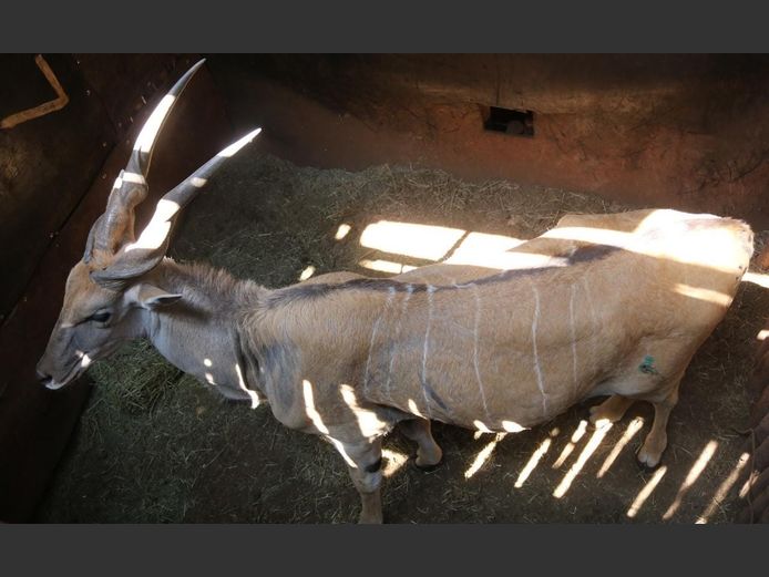 ELAND