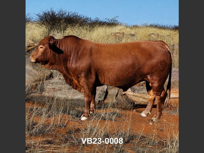 23-0008VB | VLEISBLOK BEEFMASTERS