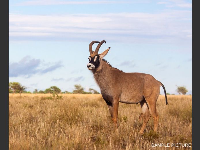ROAN | GOLDEN GAME WILDLIFE