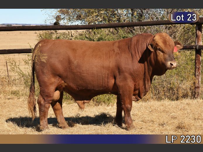 LP2230C | MARATANA BOERDERY 