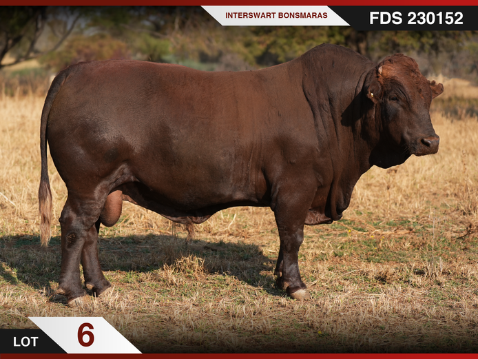 FDS 230152 | INTERSWART INGDIENSTE EDMS BPK