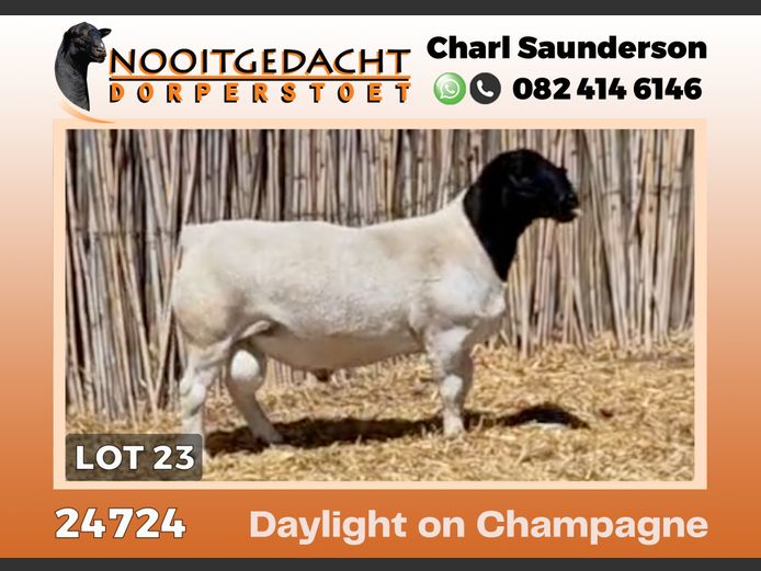 24724 | NOOITGEDACHT  DORPERS