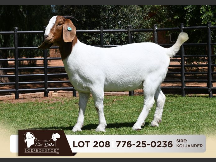 776-25-0236 | Nico Botha Boerbokstoet