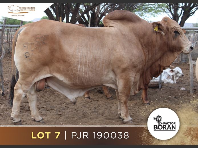 19-0038PJR | X-FACTOR BORAN
