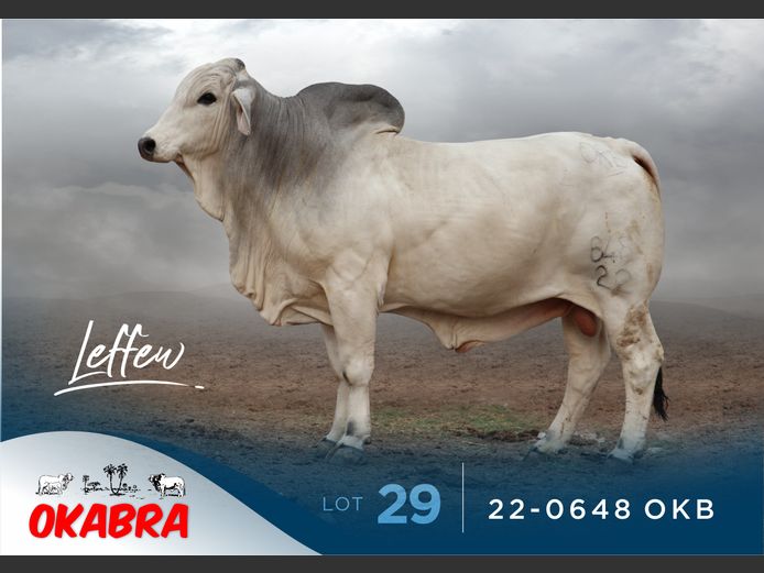 22-0648 OKB | OKABRA BRAHMANS