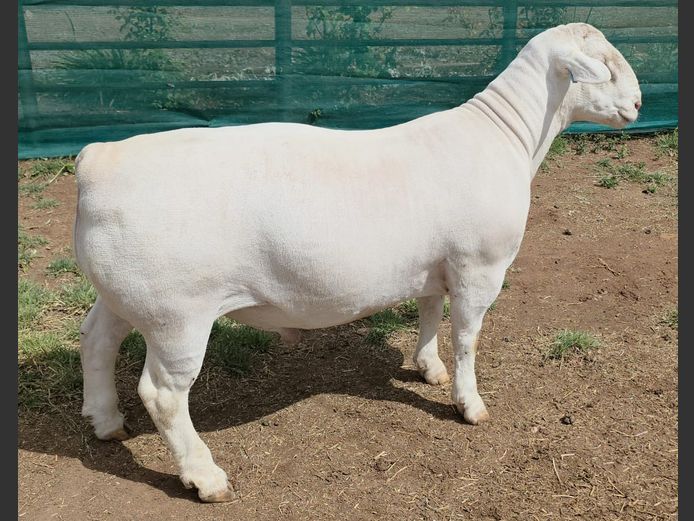 2377 24 0061W | Ashley Phillips Witdorpers