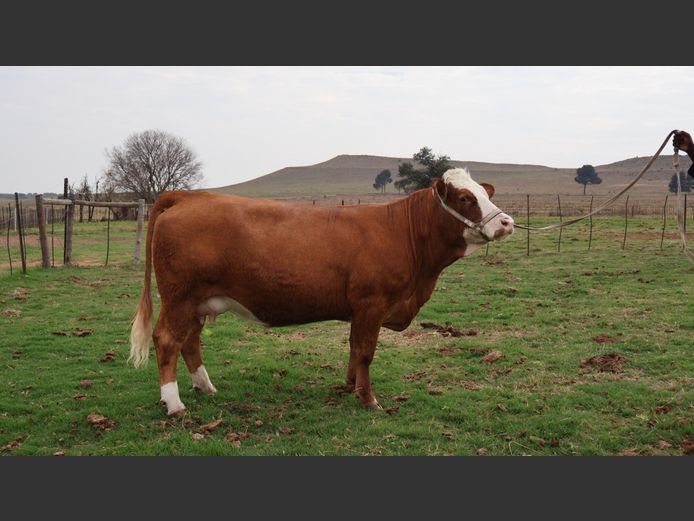 LR2378 | Johan Theron