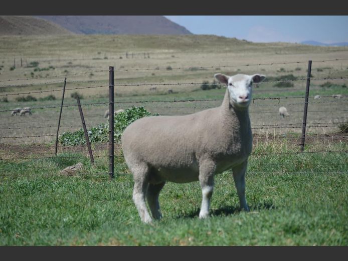 T 240011 | TWEE BROERS DORMER STOET