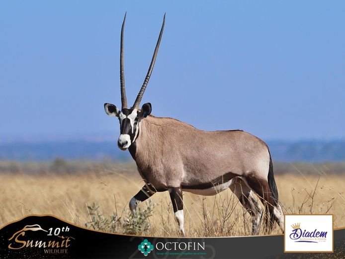 48 2/8" Oryx Cow "Duchess"