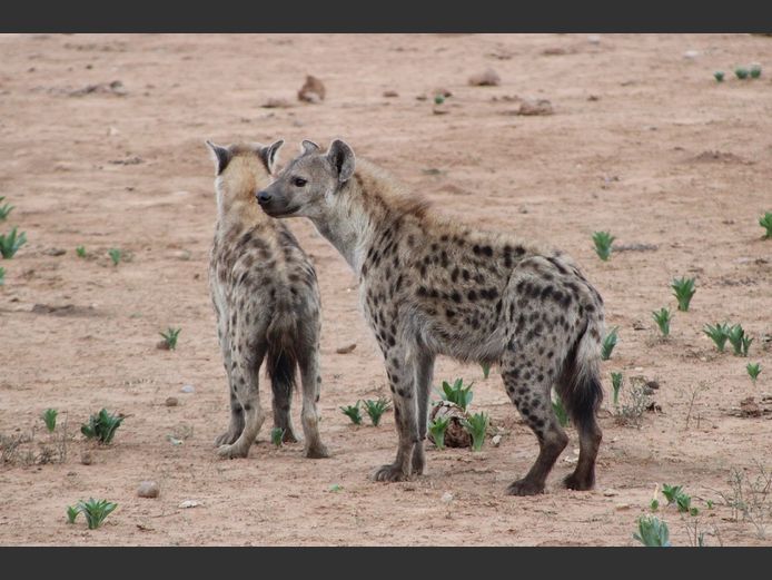 Spotted Hyena Mixed | SANParks - ADDO Elephant National Park