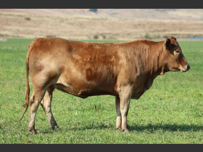 HBH 220070 | CLARK CATTLE COMPANY PTY LTD