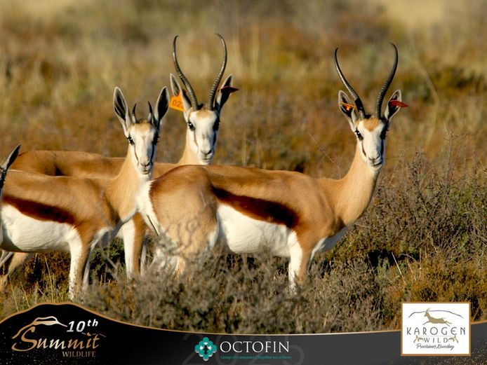 13"+ Springbok Ewes running with 19" Ram