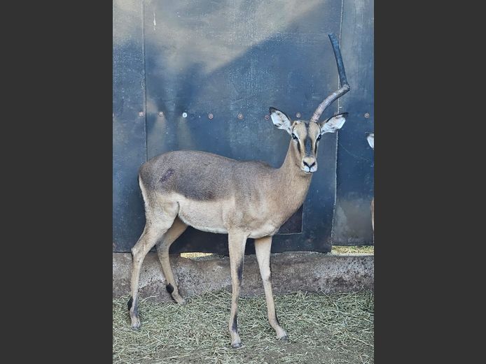 SADDLEBACK IMPALA | KOLOBE WILDLIFE