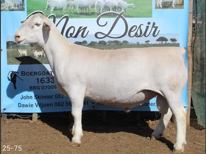 25-75 | Mon Desir Dorpers