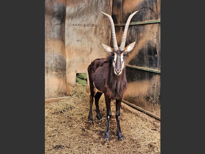 SABLE | GNG PROJECTS