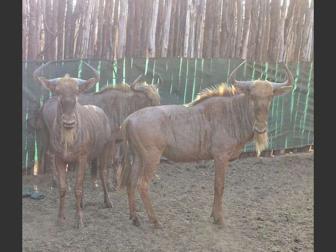 GOUE WILDEBEES | HUGOMOND BOERDERY