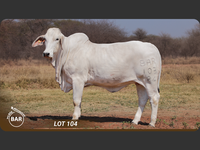 Commercial Animals | WILBAR BRAHMANE