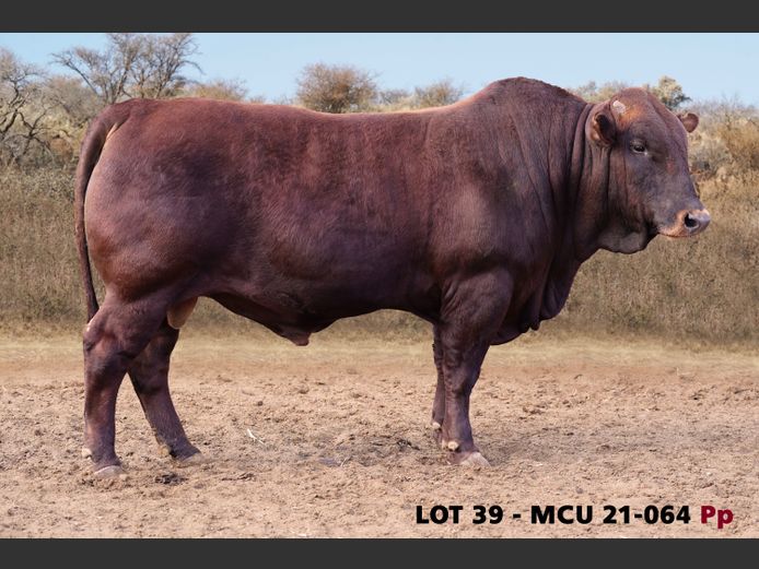 MCU21-0064