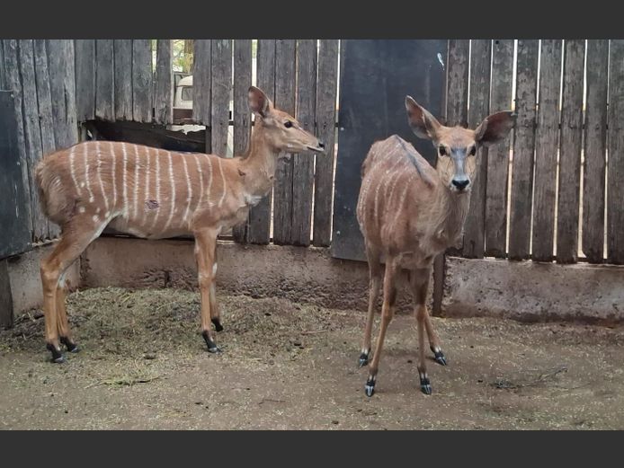 NYALA | G. VAN ZYL