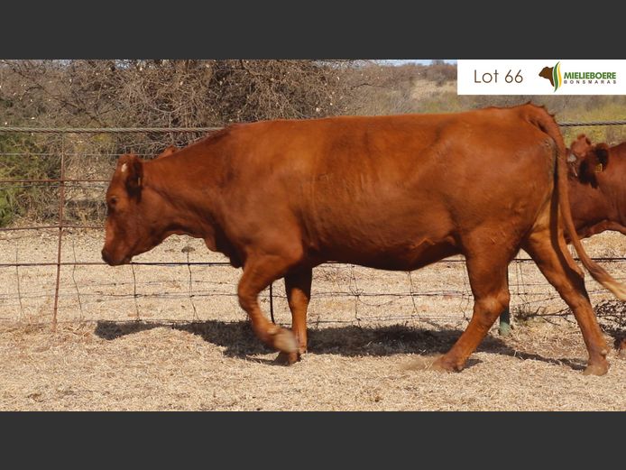 Kommersiële Vroulike Diere