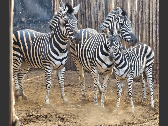 ZEBRA | SKUINSHOEK