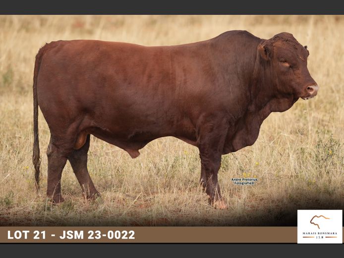 JSM 230022 | MARAIS BONSMARAS