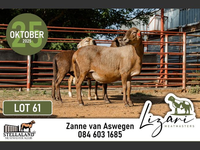 LZR291 | Lizari Meatmasters