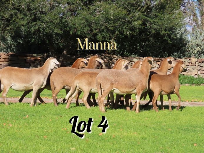Ewes | Manna