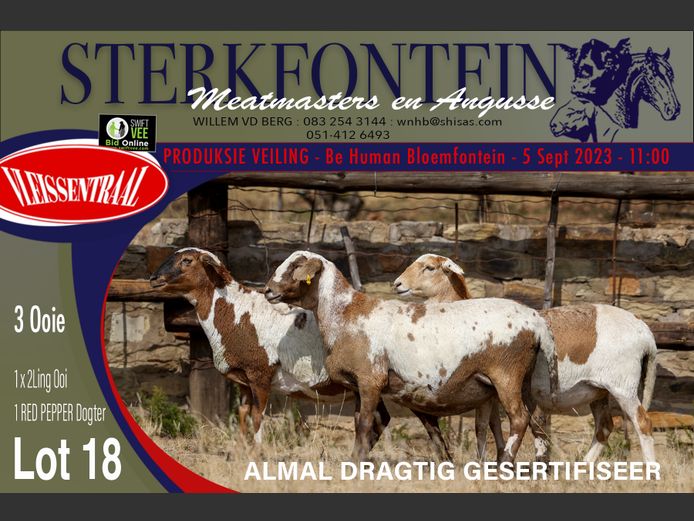 Ewes | Sterkfontein Meatmasters