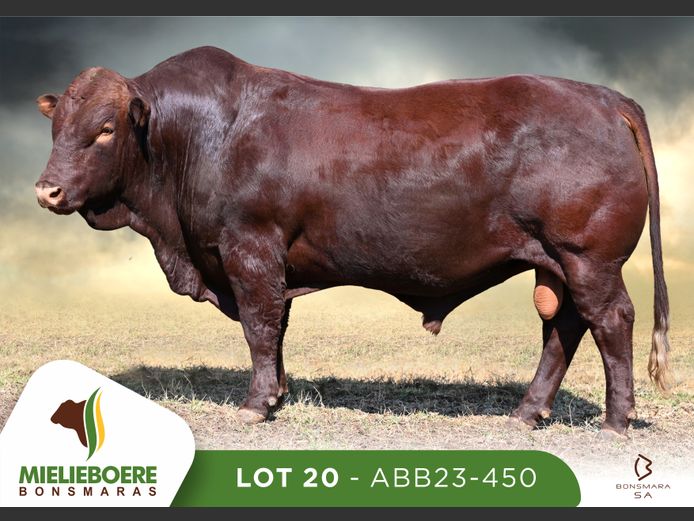 ABB 230450 | ALLEM BROTHERS (PTY) LTD