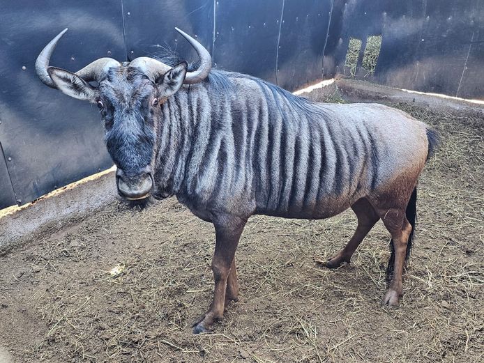 BLUE WILDEBEEST | J. VAN HEERDEN