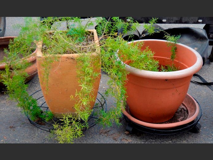 TERRACOTTA PLANTER WITH PLANT & A PLASTIC PLANTER, 42cm Diameter x 35cm High & 27 x 27 x 36cm