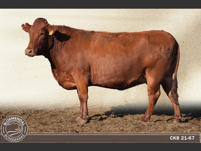 CKB210067 | CHRIS KRUGELL BLOEMENDAL