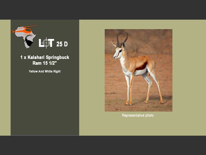 Kalahari Springbuck