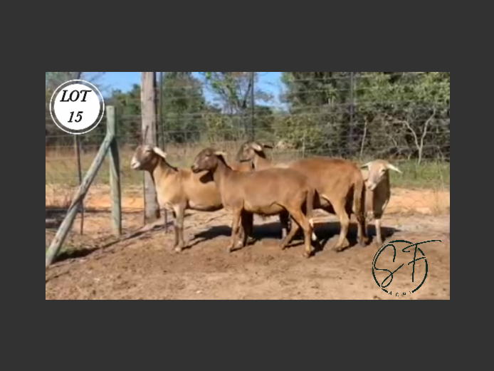 Ewe | SF Agri Meatmasters